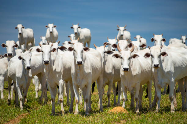 Cattle in Brazil, Mato Grosso Nelore Cattle on  pasture in Mato Grosso, Brazil grosso stock pictures, royalty-free photos & images
