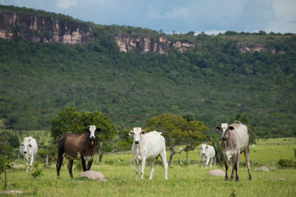 istock Cattle in Brazil, Mato Grosso 1141751081