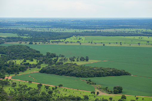 High angle view of Soybean plantation in a cerrado area, Mato Grosso state, Brazil