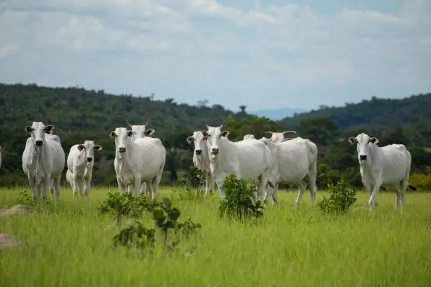 Nelore Cattle on  pasture in Mato Grosso, Brazil