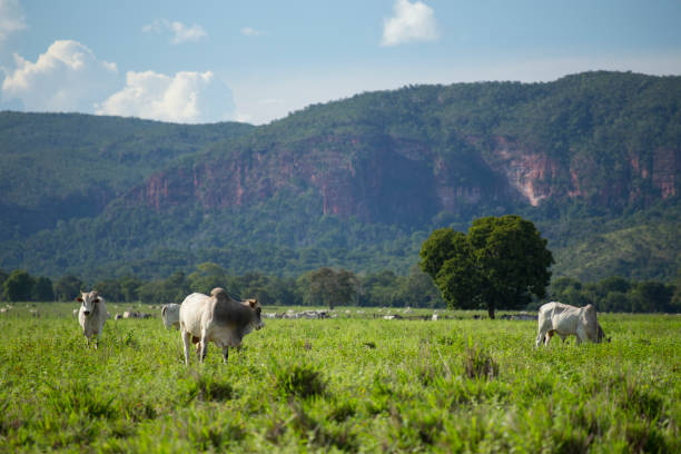 Nelore Cattle on  pasture in Mato Grosso, Brazil