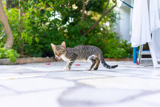 istock hungry cat in the backyard garden 1141751320