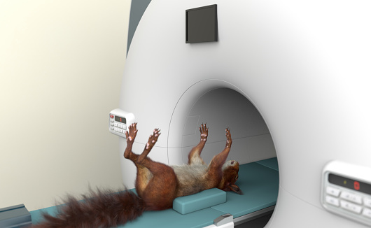 Squirrel MRI