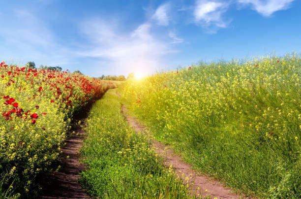 Road in field and blue sky with clouds. Beautiful landscape field with red wild poppy flowers and a road against blue sky with white clouds. single lane road footpath dirt road panoramic stock pictures, royalty-free photos & images