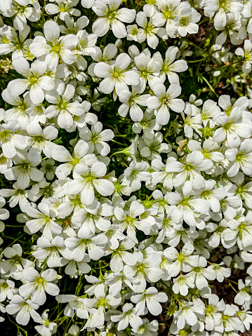 White Ground Cover Flowers