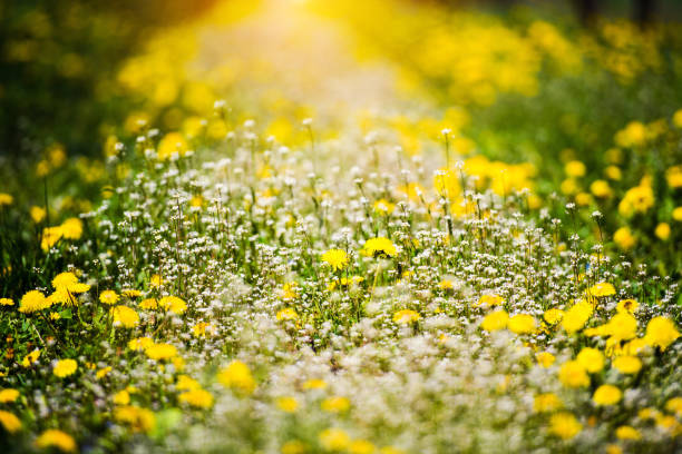 Blowing dandelion and green grass in garden on spring time.