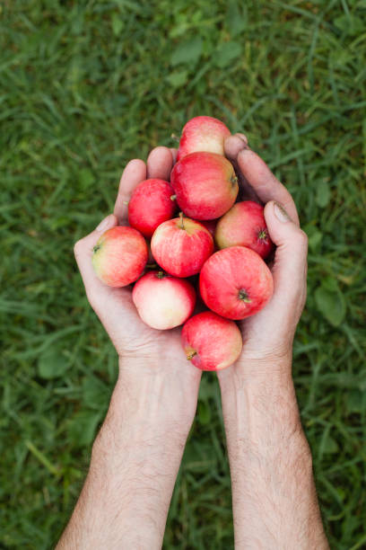 Photo of Hands with a red ripe apple on a background of green grass