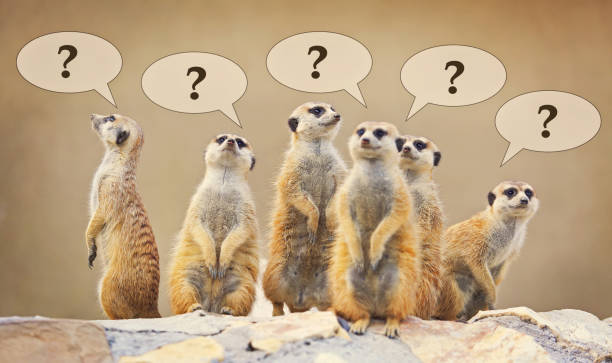 istock Group of watching surricatas with question marks 1141759416