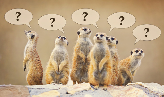 Group of watching surricatas with question marks