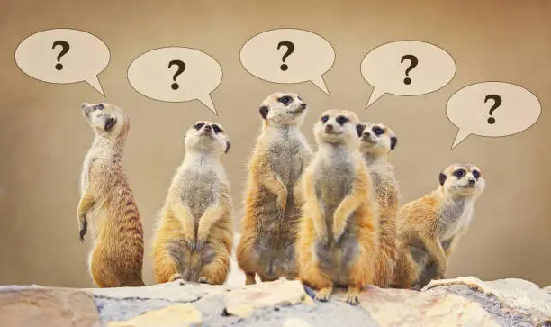 Photo of Group of watching surricatas with question marks