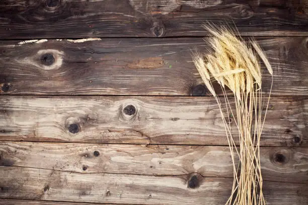 Photo of Golden Rye Spikelets Over dark Wooden Background