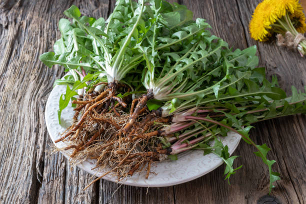 istock Whole dandelion plants with roots 1141760034