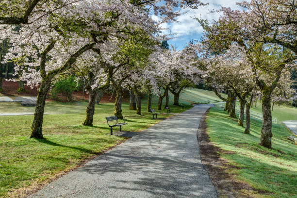 istock blossoming cherry trees in Burnaby Mountain Park, Burnaby, BC, Canada 1141760137