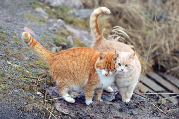 istock Two cats in a very relationship. Two domestic cats together. 1141760361