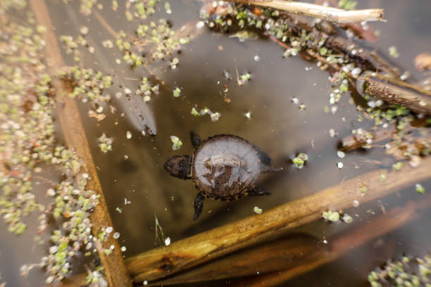 istock little newborn turtle swims in the lake 1141761299