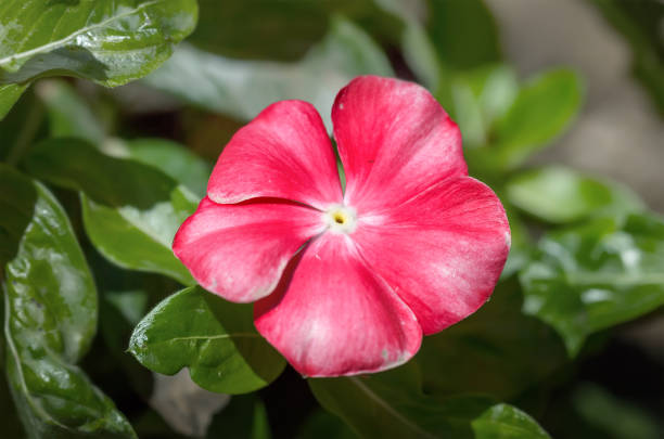 Beautiful pink flower Catharanthus roseus or madagascar periwinkle. Planted to decorate the house or garden. Montenegro
