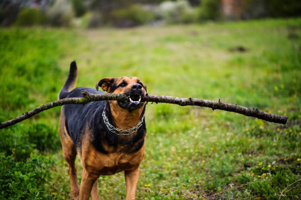 istock Funny dog with a stick in the teeth 1141762306