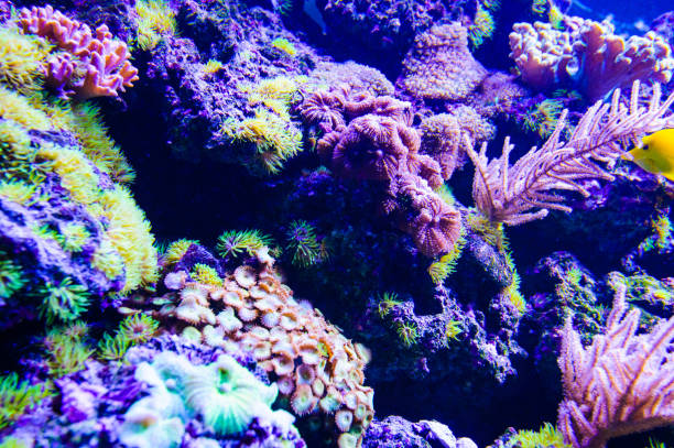 istock Wonderful and beautiful underwater world with corals and tropical fish. 1141762330