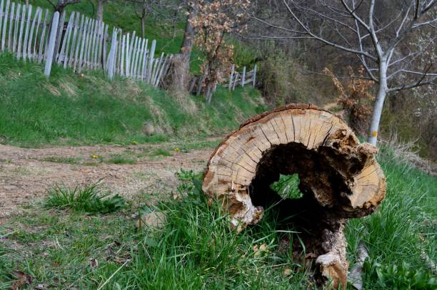 istock old stump on the road 1141762998