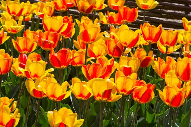 Tulips of the Andre Citroen  species on a flowerbed.