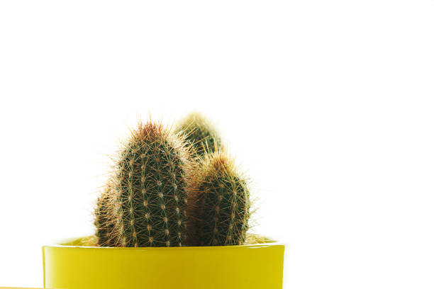 Cactus plant in yellow pot on white background, isolated. Minimal decoration style.
