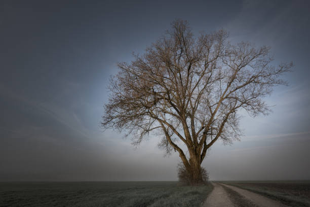 Gravel path leads to a bare tree in foggy morning mood