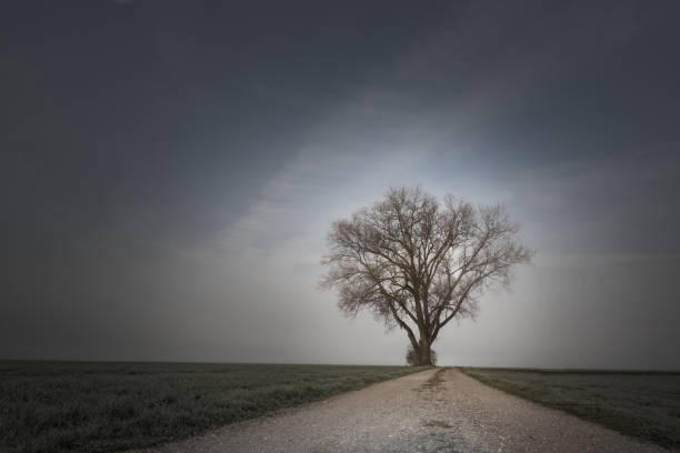 Gravel path leads to a bare tree in foggy morning mood