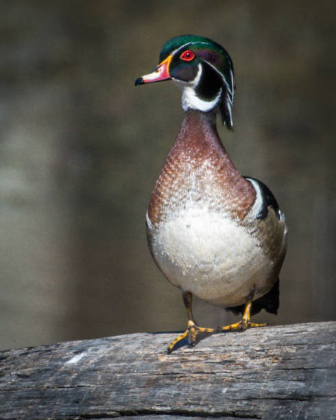 istock Wood Duck at Huntley Meadows Park in Virginia 1141763882