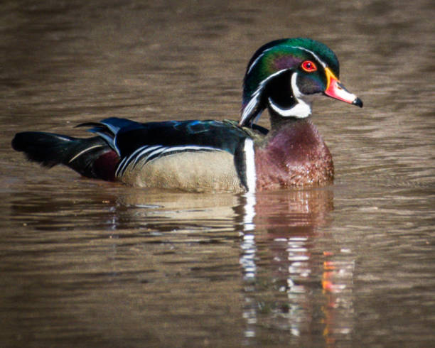 istock Wood Duck at Huntley Meadows Park in Virginia 1141763949