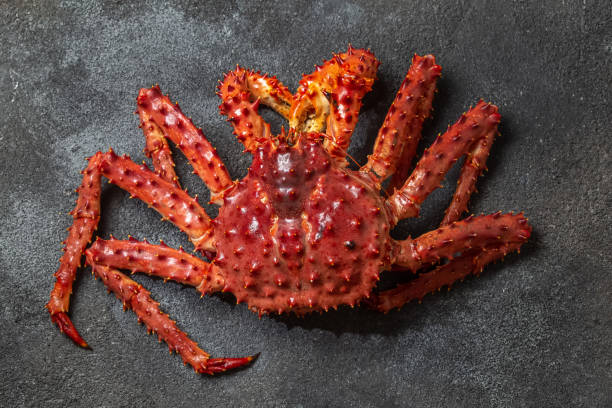 cangrejo rey rojo sobre fondo gris. cangrejo rey, limón y cilantro, vista superior - alaskan king crab fotografías e imágenes de stock