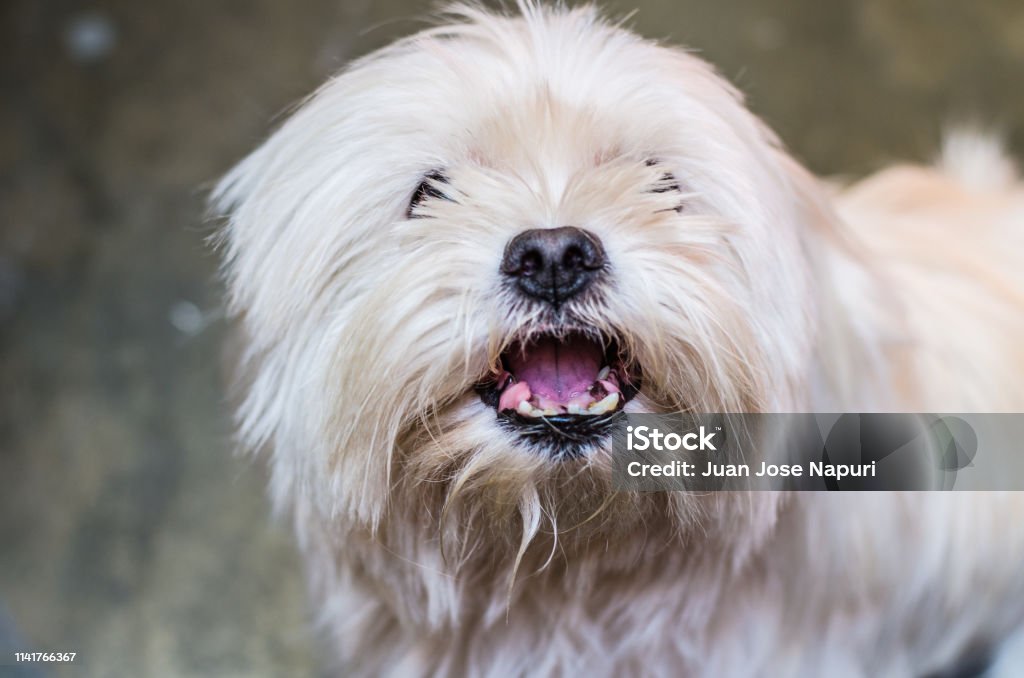 Dog growls into the camera. Maltese is angry and shows fangs Dog growls into the camera. Maltese is angry and shows fangs. Aggression Stock Photo