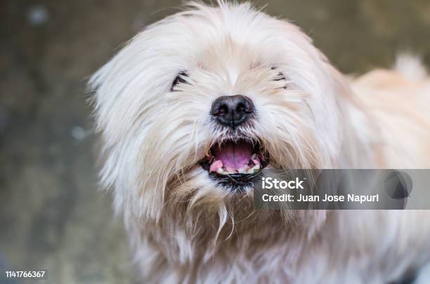 Dog Growls Into The Camera Maltese Is Angry And Shows Fangs Stock Photo - Download Image Now