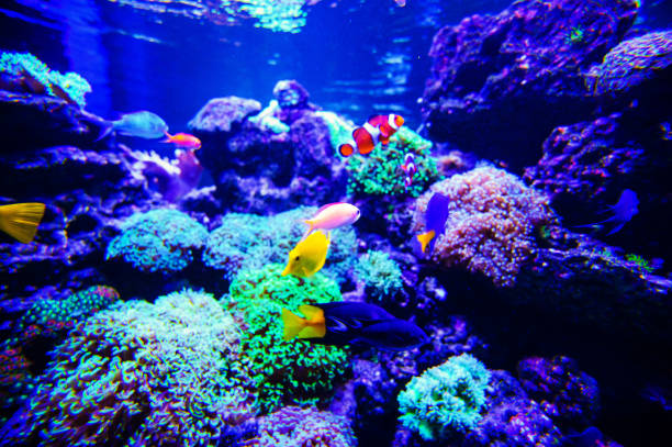 istock Wonderful and beautiful underwater world with corals and tropical fish. 1141766679