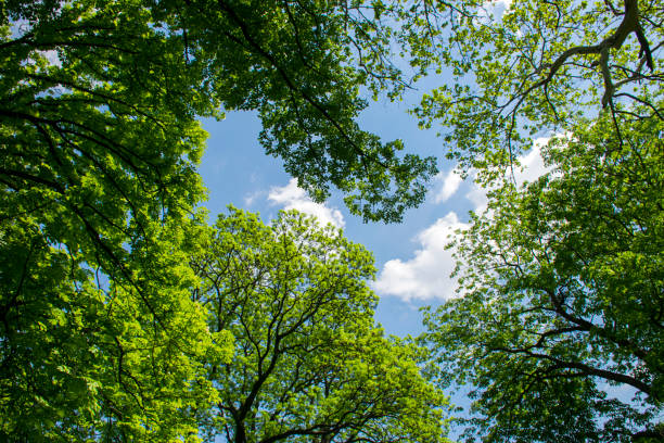 istock Treetops framing the sunny blue sky 1141767470
