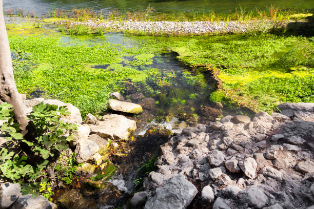 istock Pond and green plants 1141769304