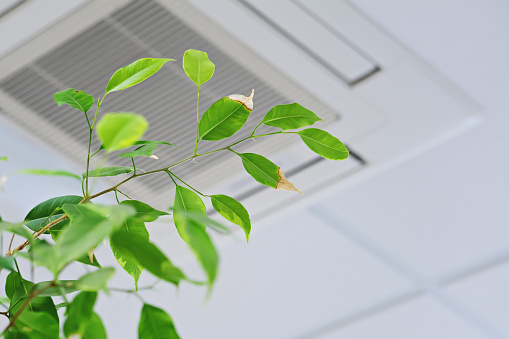 Ficus green leaves on the background ofceiling air conditioner