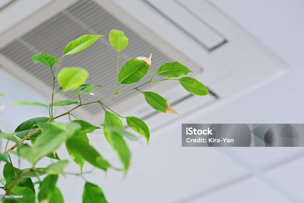 Ficus green leaves on the background ofceiling air conditioner Ficus green leaves on the background ofceiling air conditioner in modenr office or at home. Indoor air quality concept Wind Stock Photo