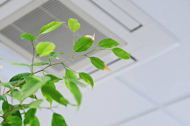 Ficus green leaves on the background ofceiling air conditioner Ficus green leaves on the background ofceiling air conditioner in modenr office or at home. Indoor air quality concept blowing stock pictures, royalty-free photos & images