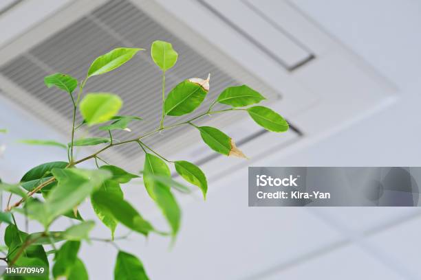 Ficus Green Leaves On The Background Ofceiling Air Conditioner Stock Photo - Download Image Now