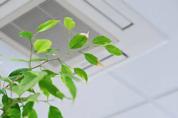 Photo of Ficus green leaves on the background ofceiling air conditioner