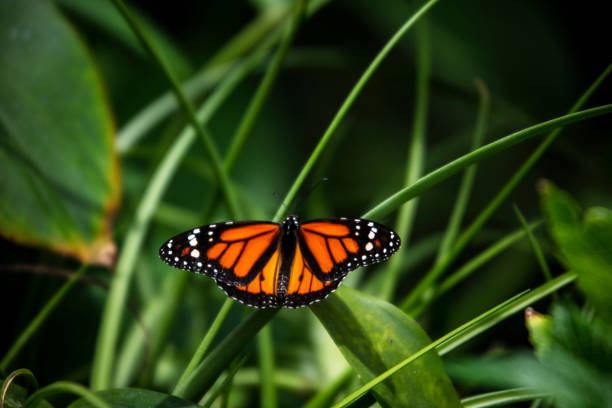 Monarch butterfly \n(Danaus plexippus)