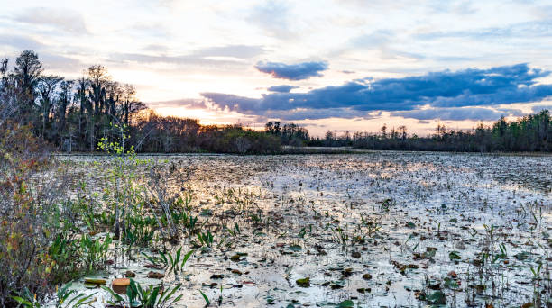 istock Okefenokee swamp sunset 1141771144