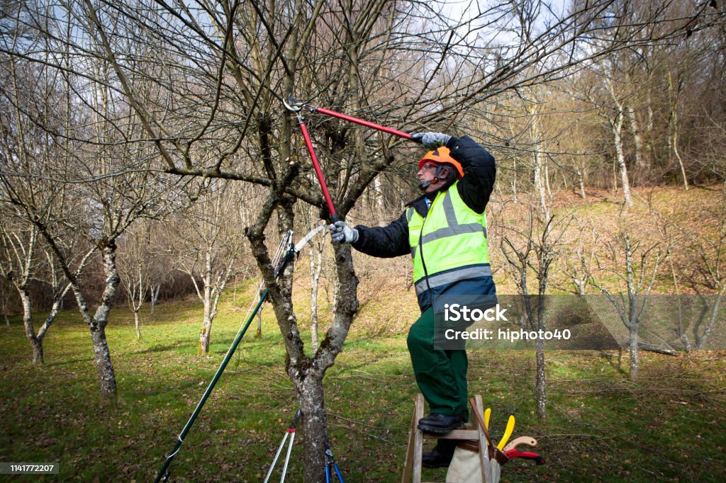 professional pruning Professional man on a ladder pruning in winter Pruning - Gardening Stock Photo