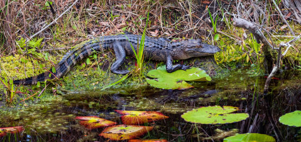 closeup of small alligator lying on bank - university of florida imagens e fotografias de stock