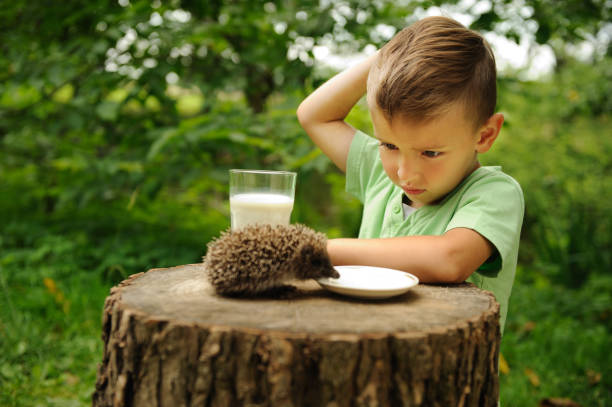 istock A boy and a hedgehog in the nature . 1141772456