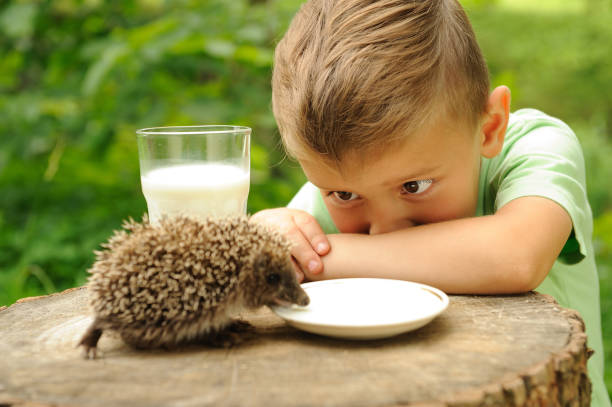 istock A boy and a hedgehog in the nature . 1141772507