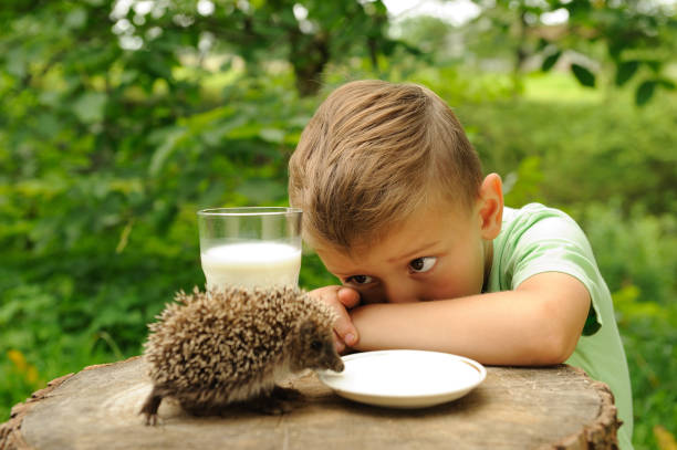 istock A boy and a hedgehog in the nature . 1141772560