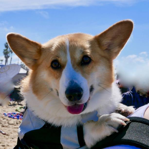 istock Corgi Dogs at the Beach 1141772595