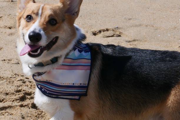 istock Corgi Dogs at the Beach 1141772620