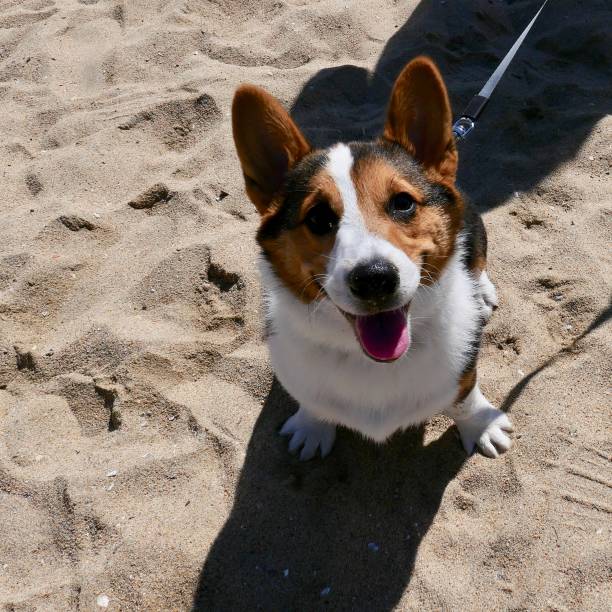 istock Corgi Dogs at the Beach 1141772634